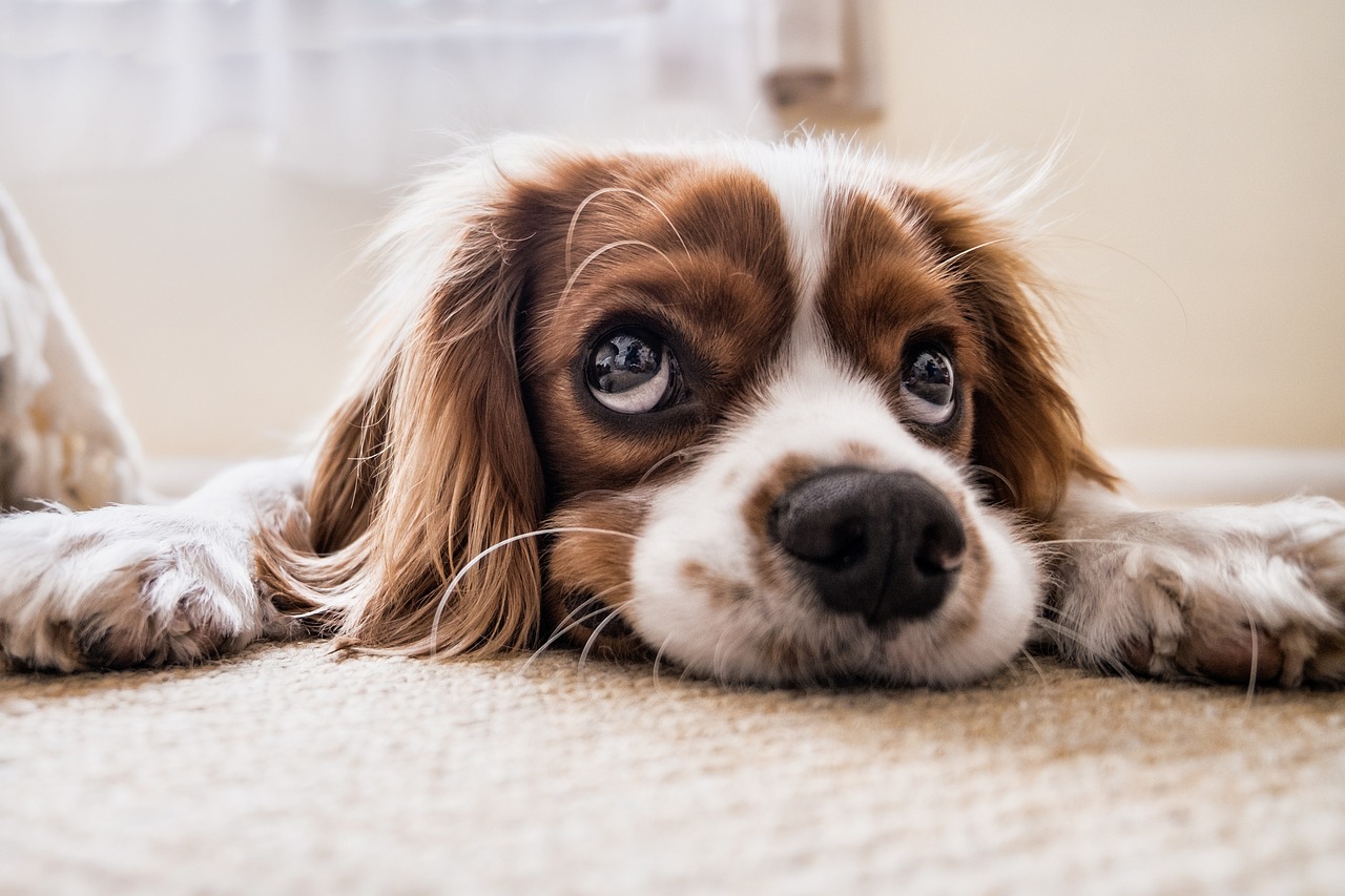 Wie sinnvoll ist eine OP-Versicherung für Hunde? 